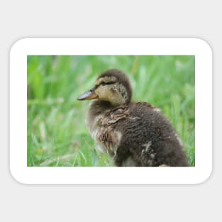 Duckling Sticker